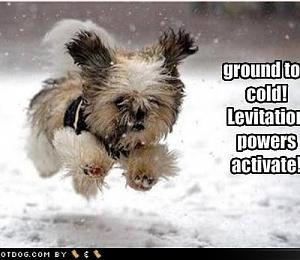 cute-dog-pictures-with-sayings-6.jpg