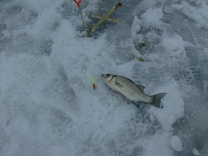 ice fish 2014 004.JPG