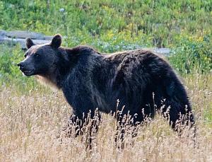 GNP Grizzly 01-Cropped.jpg