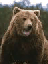 bear58's Avatar