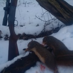 Click image for larger version. 

Name:	Savage 219 squirrels.jpg 
Views:	347 
Size:	11.2 KB 
ID:	160105