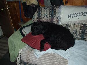 Click image for larger version. 

Name:	Sophie cuddling the pillow.JPG 
Views:	19 
Size:	112.8 KB 
ID:	175075