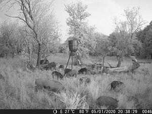Click image for larger version. 

Name:	Trail Cam 20200502 038.jpg 
Views:	47 
Size:	74.2 KB 
ID:	261548
