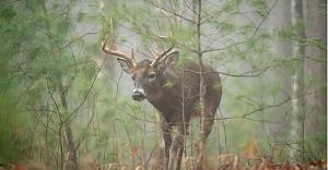 Click image for larger version. 

Name:	whitetail misty.jpg 
Views:	8 
Size:	40.1 KB 
ID:	317732