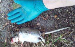 Click image for larger version. 

Name:	rat.jpg 
Views:	7 
Size:	54.0 KB 
ID:	325770