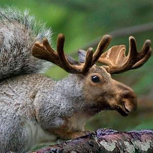 Click image for larger version. 

Name:	Moose Squirrel.jpg 
Views:	31 
Size:	33.4 KB 
ID:	215764