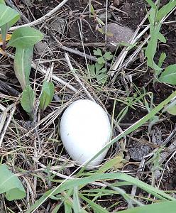 Click image for larger version. 

Name:	revised wild trukey egg 2.jpg 
Views:	28 
Size:	90.0 KB 
ID:	263129