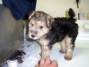 Click image for larger version. 

Name:	Ghillie pup.jpg 
Views:	26 
Size:	58.3 KB 
ID:	275901