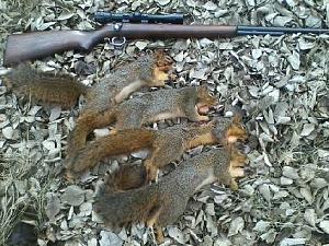 Click image for larger version. 

Name:	Squirrels 01JAN20 (2).jpeg 
Views:	27 
Size:	47.5 KB 
ID:	271311