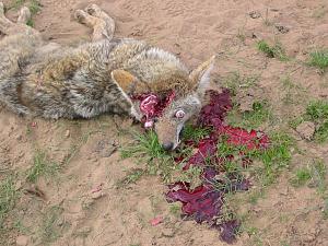 Click image for larger version. 

Name:	Hunting pictures 396.jpg 
Views:	98 
Size:	109.1 KB 
ID:	132129