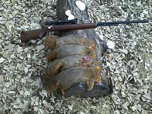 Click image for larger version. 

Name:	Squirrels 01JAN20.jpeg 
Views:	143 
Size:	49.1 KB 
ID:	254097