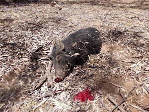 Click image for larger version. 

Name:	pig buck2.jpg 
Views:	65 
Size:	186.8 KB 
ID:	90197