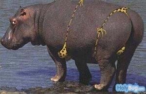Click image for larger version. 

Name:	hippo.jpg 
Views:	18 
Size:	30.5 KB 
ID:	254430