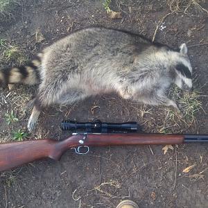 Click image for larger version. 

Name:	Winchester 72A Coon.jpg 
Views:	41 
Size:	70.9 KB 
ID:	264212