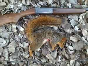 Click image for larger version. 

Name:	Savage 220B Squirrel.jpg 
Views:	26 
Size:	36.1 KB 
ID:	186398