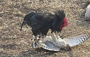 Click image for larger version. 

Name:	22-33-06-to-protect-his-hens-a-rooster-fights-off-an-attacking-hawk-in-his-missouri-backyard-tim.jpg 
Views:	51 
Size:	89.6 KB 
ID:	304691