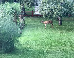 Click image for larger version. 

Name:	Deer by garden.jpg 
Views:	15 
Size:	117.5 KB 
ID:	317384