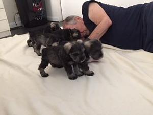 Click image for larger version. 

Name:	puppy 5 weeks.JPG 
Views:	18 
Size:	10.4 KB 
ID:	209048