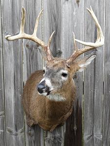 Click image for larger version. 

Name:	Big Buck 2017 284.jpg 
Views:	7 
Size:	52.1 KB 
ID:	227532