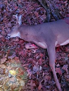 Click image for larger version. 

Name:	Buck  Down .jpg 
Views:	11 
Size:	60.8 KB 
ID:	321136