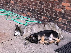 Click image for larger version. 

Name:	Jazz and Max (8-17-01).jpg 
Views:	44 
Size:	87.6 KB 
ID:	116645