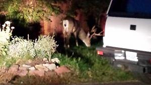 Click image for larger version. 

Name:	deer in yard Oct 4, 2015.jpg 
Views:	60 
Size:	41.8 KB 
ID:	150490