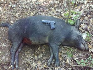 Click image for larger version. 

Name:	Bersa-Boar-08-28-2011.jpg 
Views:	24 
Size:	49.2 KB 
ID:	197615