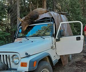Click image for larger version. 

Name:	elk on Jeep R.jpg 
Views:	81 
Size:	135.8 KB 
ID:	251313