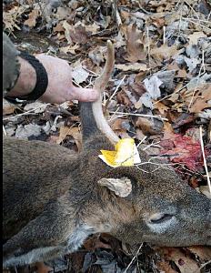 Click image for larger version. 

Name:	Deer story 1.jpg 
Views:	54 
Size:	70.8 KB 
ID:	272043