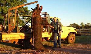 Click image for larger version. 

Name:	giant-feral-pig-1.jpg 
Views:	465 
Size:	88.2 KB 
ID:	61922