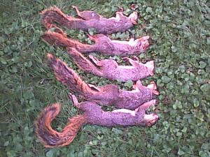 Click image for larger version. 

Name:	limit of squirrels 2 Washenaw.jpg 
Views:	389 
Size:	58.8 KB 
ID:	69848