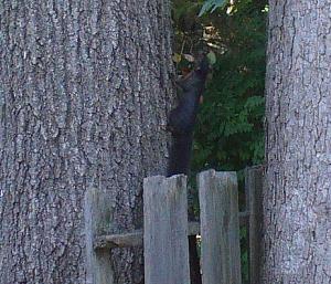 Click image for larger version. 

Name:	black squirrel 2.JPG 
Views:	37 
Size:	89.1 KB 
ID:	234443