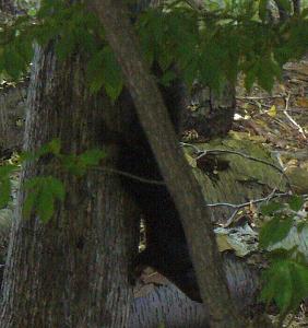 Click image for larger version. 

Name:	black squirrel 1.jpg 
Views:	35 
Size:	52.2 KB 
ID:	234444