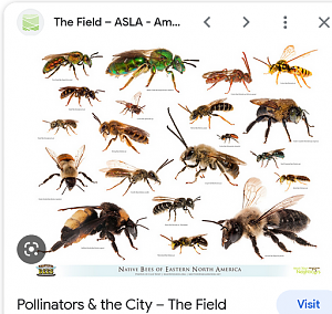 Click image for larger version. 

Name:	Screenshot 2022-11-30 at 13-17-01 native bees - Google Search.png 
Views:	11 
Size:	299.9 KB 
ID:	307465