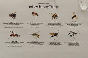 Click image for larger version. 

Name:	yellow-stripey-things1.jpg 
Views:	28 
Size:	37.1 KB 
ID:	318762