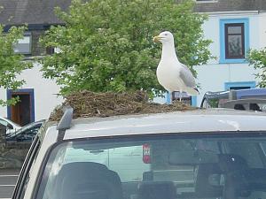 Click image for larger version. 

Name:	Seagull nest May 2017.jpg 
Views:	14 
Size:	70.3 KB 
ID:	196908