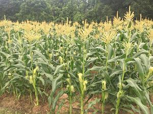 Click image for larger version. 

Name:	Corn.jpg 
Views:	11 
Size:	106.7 KB 
ID:	168858