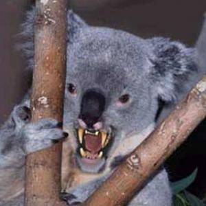 Click image for larger version. 

Name:	drop-bear.jpg 
Views:	56 
Size:	71.3 KB 
ID:	86857