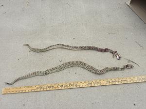 Click image for larger version. 

Name:	Snakes.jpg 
Views:	33 
Size:	70.1 KB 
ID:	228265