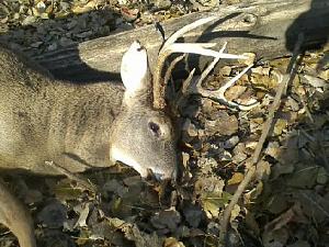 Click image for larger version. 

Name:	Crossbow buck 2020 (2).jpg 
Views:	111 
Size:	38.8 KB 
ID:	270975
