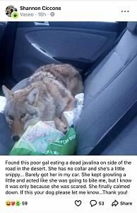 Click image for larger version. 

Name:	coyote.jpg 
Views:	34 
Size:	35.9 KB 
ID:	322542