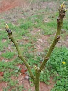Click image for larger version. 

Name:	Young Fig Tree.jpg 
Views:	0 
Size:	35.9 KB 
ID:	324188