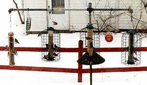 Click image for larger version. 

Name:	bird feeders.jpg 
Views:	14 
Size:	51.8 KB 
ID:	316375