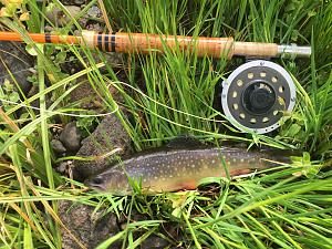Click image for larger version. 

Name:	Brook trout.jpg 
Views:	44 
Size:	134.3 KB 
ID:	180091