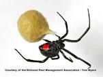 Click image for larger version. 

Name:	black widow.jpg 
Views:	560 
Size:	3.3 KB 
ID:	243812