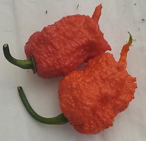Click image for larger version. 

Name:	peppers.jpg 
Views:	39 
Size:	28.9 KB 
ID:	266862